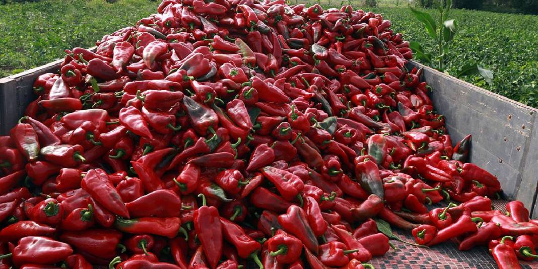 Üreticinin yüzünü güldüren ürün! 32.000 dekarda yetişiyor: Kilosu 15 liradan yok satıyor 2